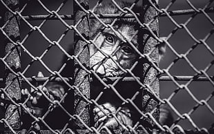 gray scale photography of monkey
